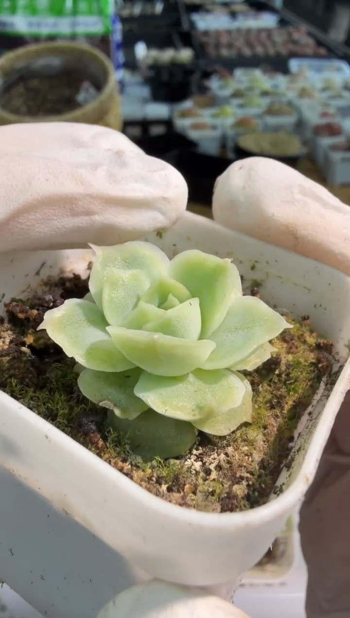 虾饺五方一盆 单双混 量拍混发