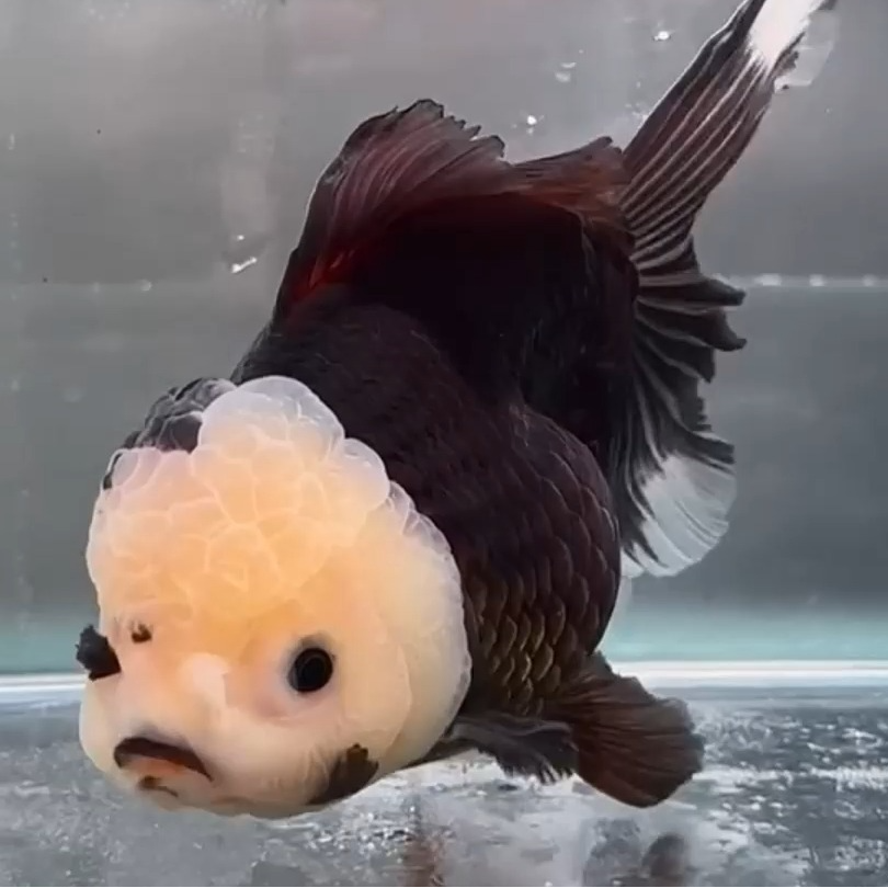 活体-精品泰狮-金鱼冷水鱼-渔场养殖耐活观赏鱼