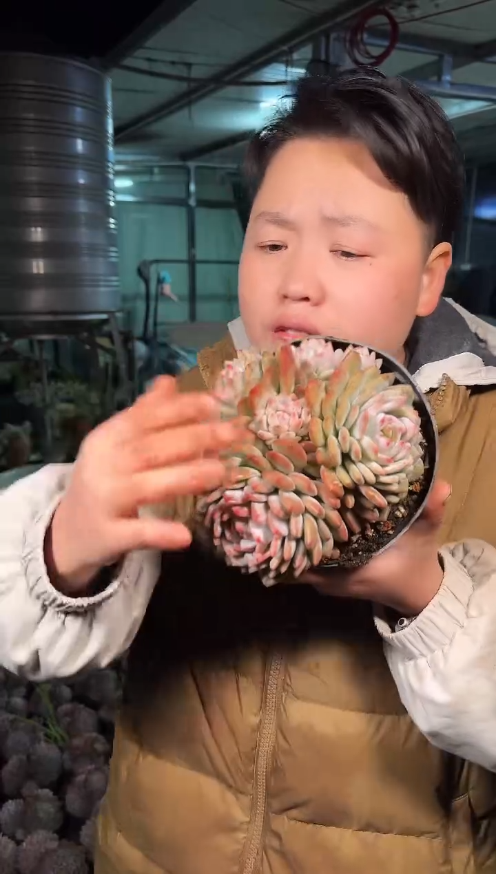 煮饭门口爆崽星星橙7.99