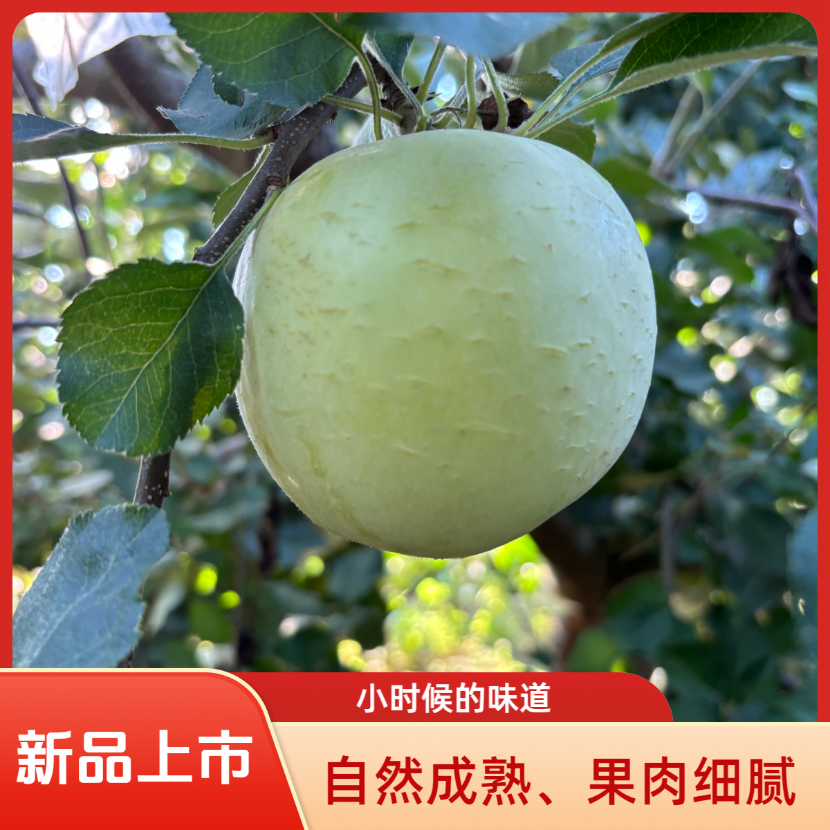 酸甜可口2025年现摘现发新鲜青苹果酸甜脆孕妇水果果香味浓郁