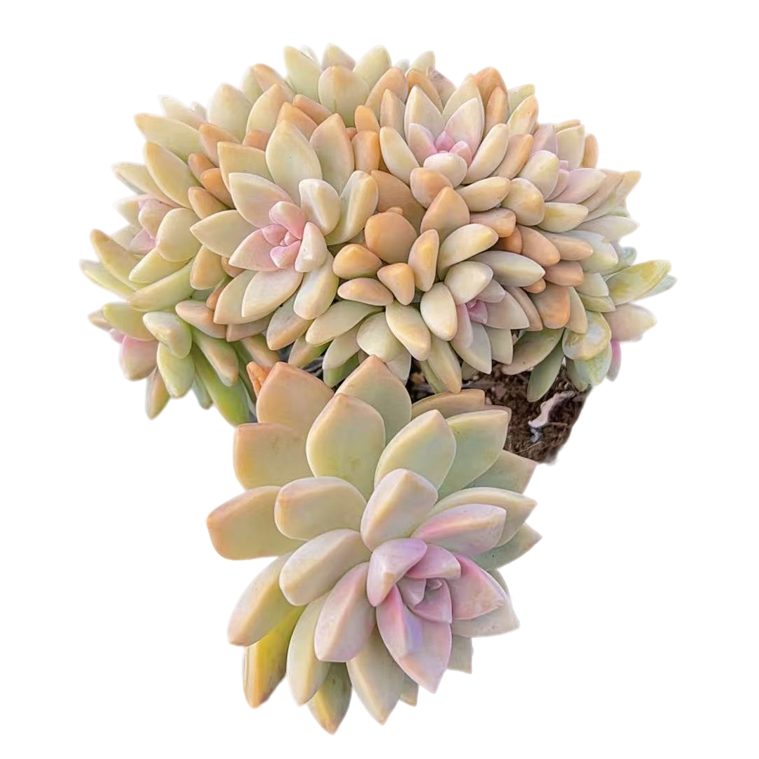 精控淡雪缀多肉【满19包邮】