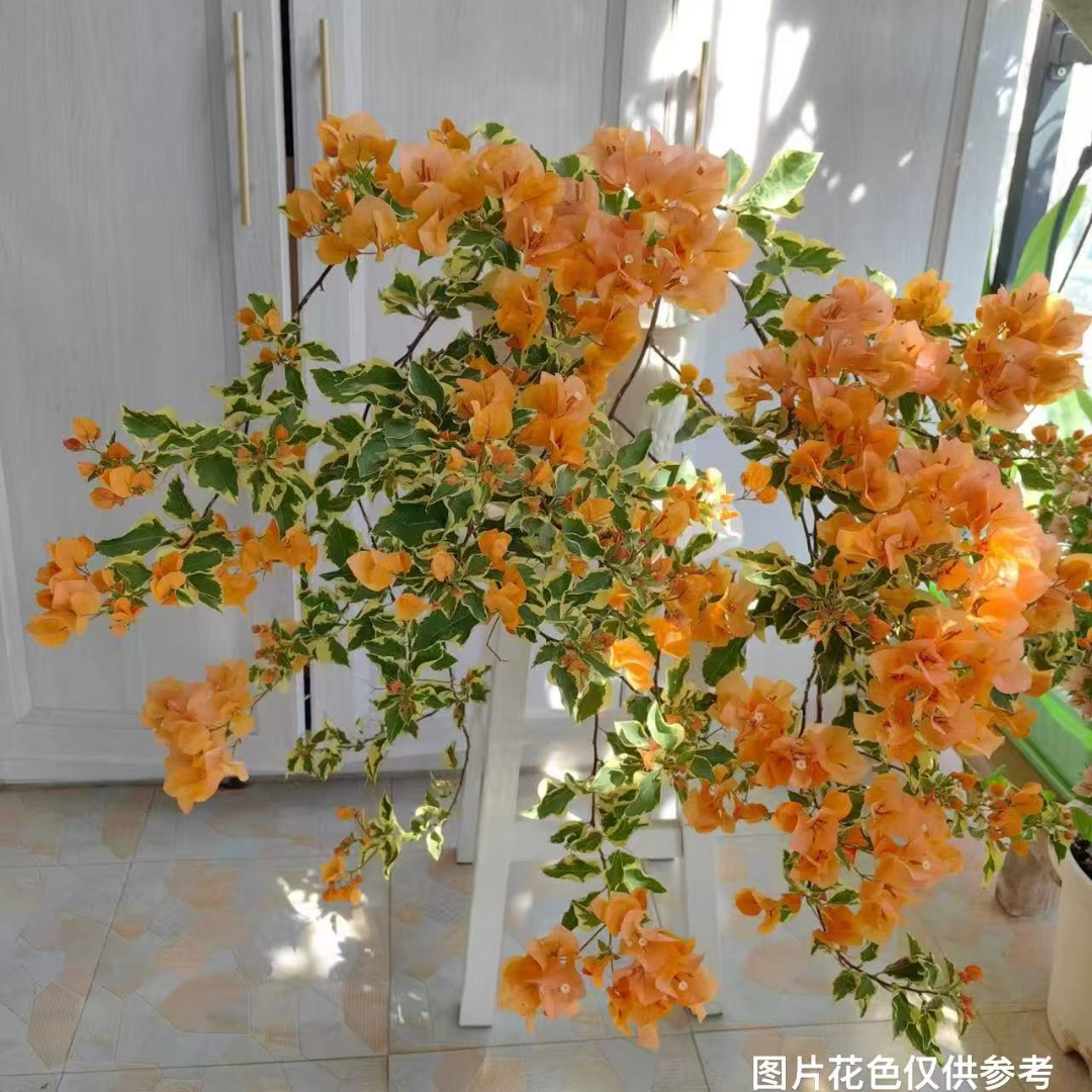 带花或带花苞【黎明三角洲】【包售后一个月】【包对版】三角梅四季开花