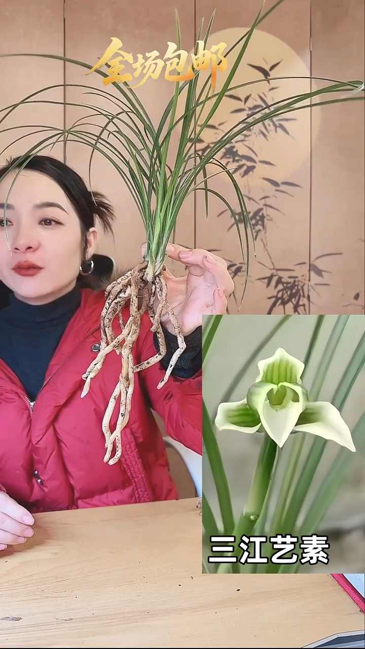 当前无花栽培后可以开花：三江艺素