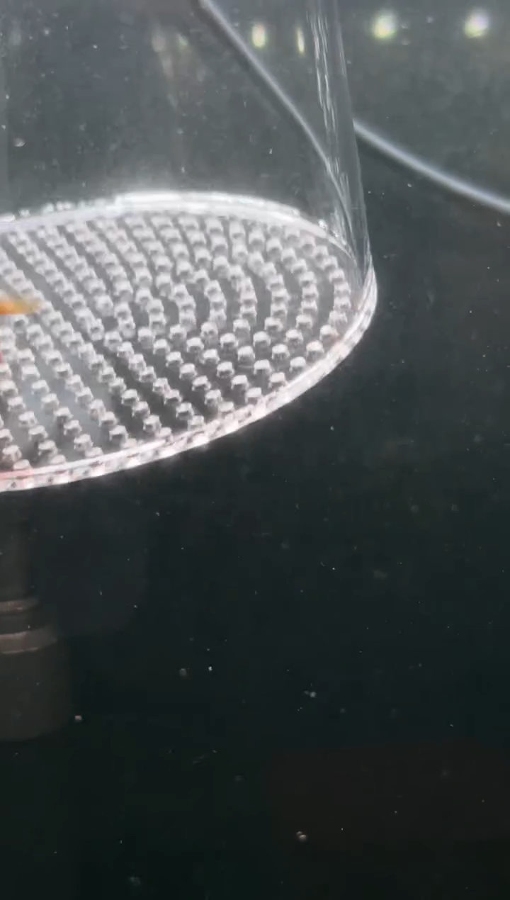 灯科鱼【154】超级红魔鬼