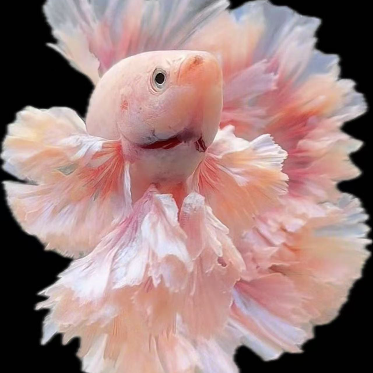 42号竞拍，印尼斗鱼泰国斗鱼