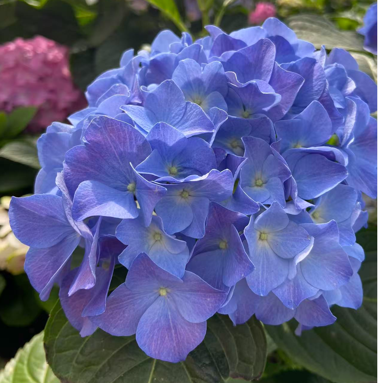 精品蓝紫绣球带花苞发货好养易活庭院阳台基地直发