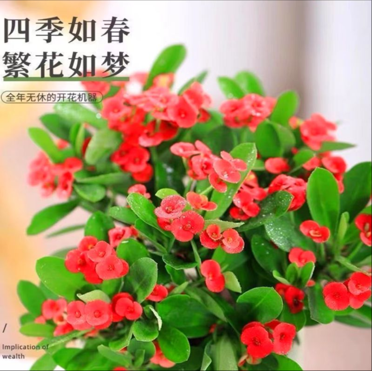 3颗（铁海棠带花发货）虎刺梅四季开花植物盆栽花苗