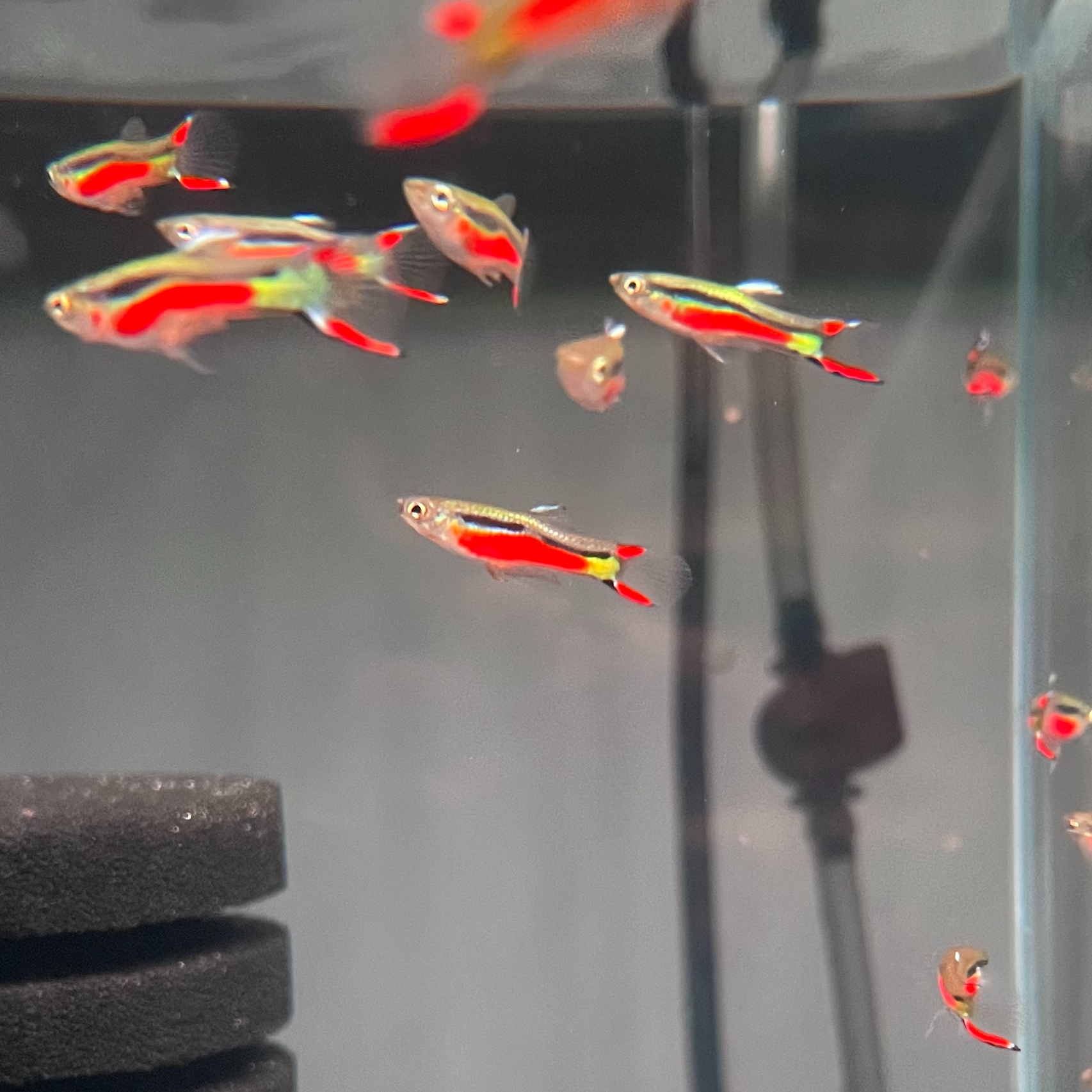 孔雀鱼圣塔红3月鱼龄2-3cm纯种公母搭对热带鱼