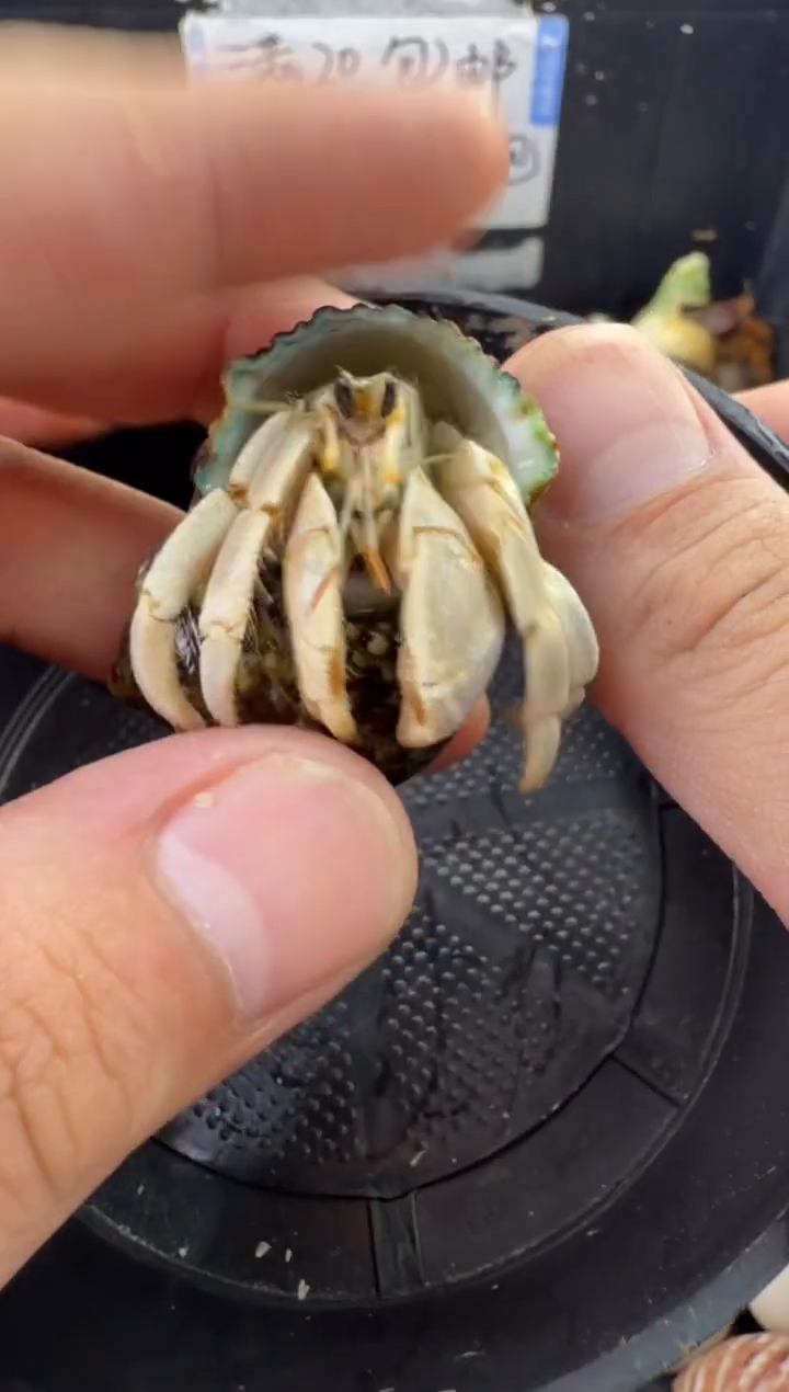 1.8口白灰白一只，不包全品