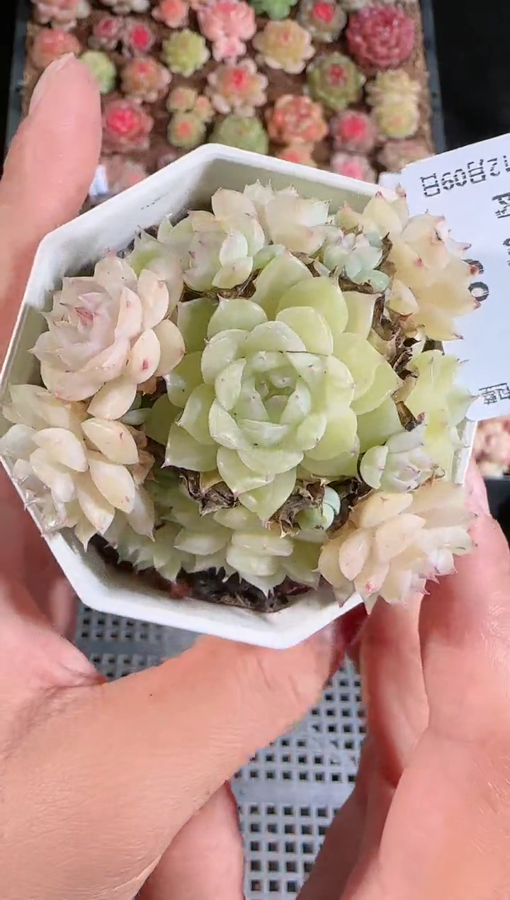 1209-68多肉群生不包整