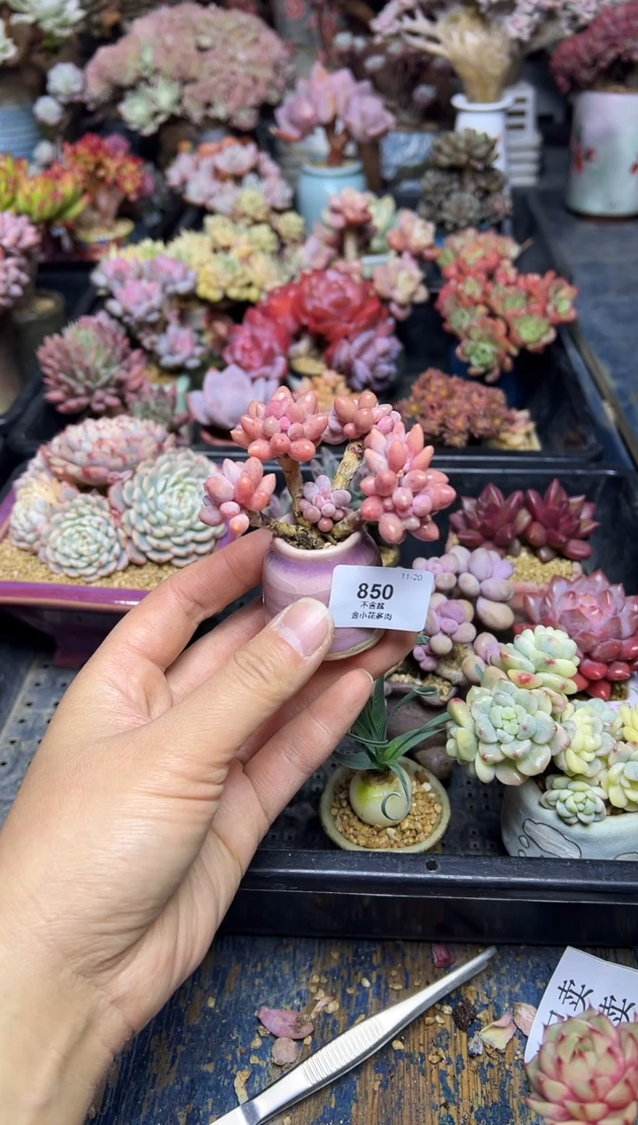 ?*子850           不带盆