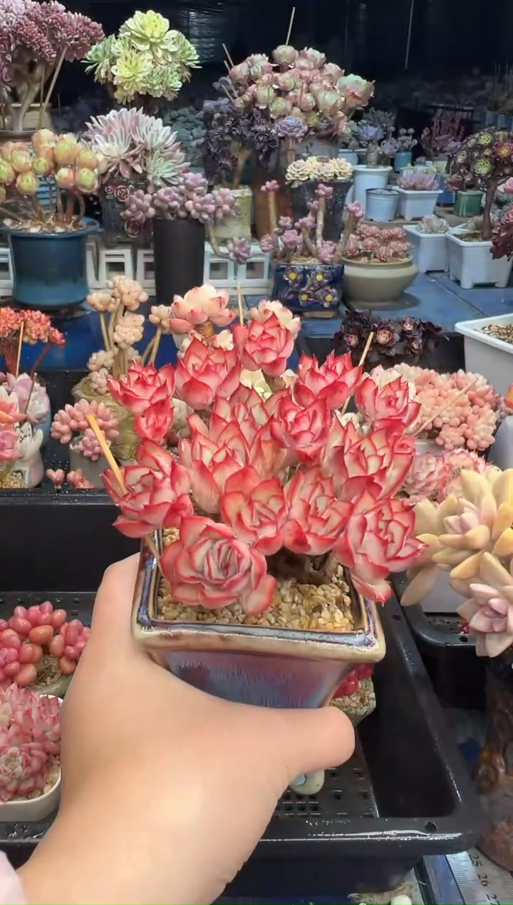 【闪购商品】514不带盆