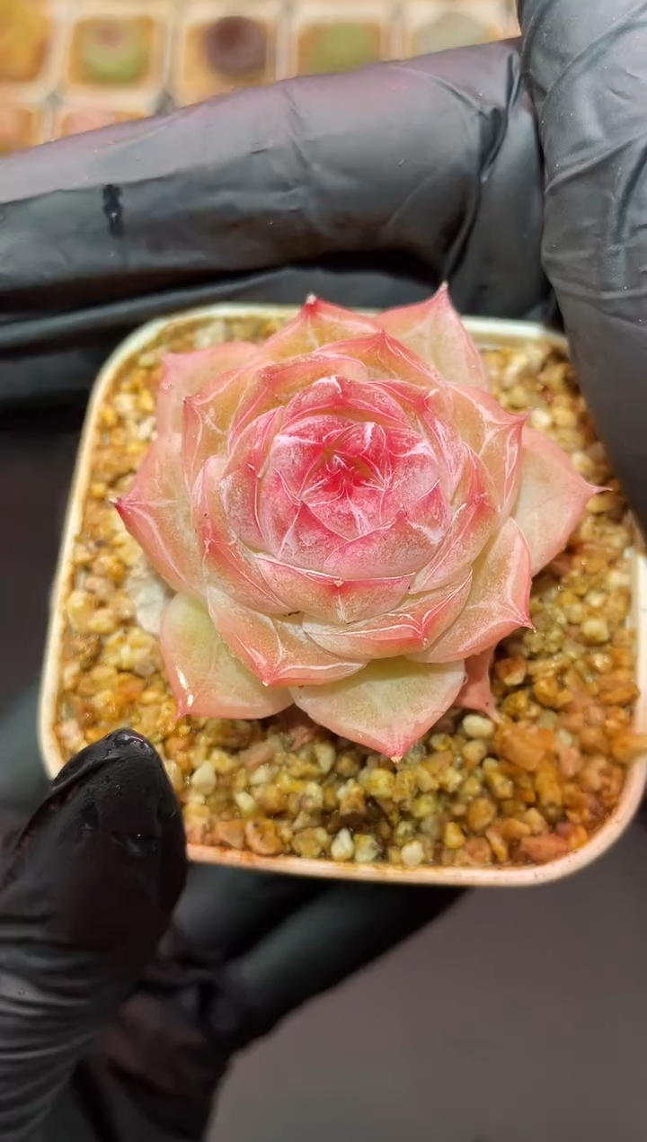 闪购568 避风塘多肉一颗  4-4.5厘米