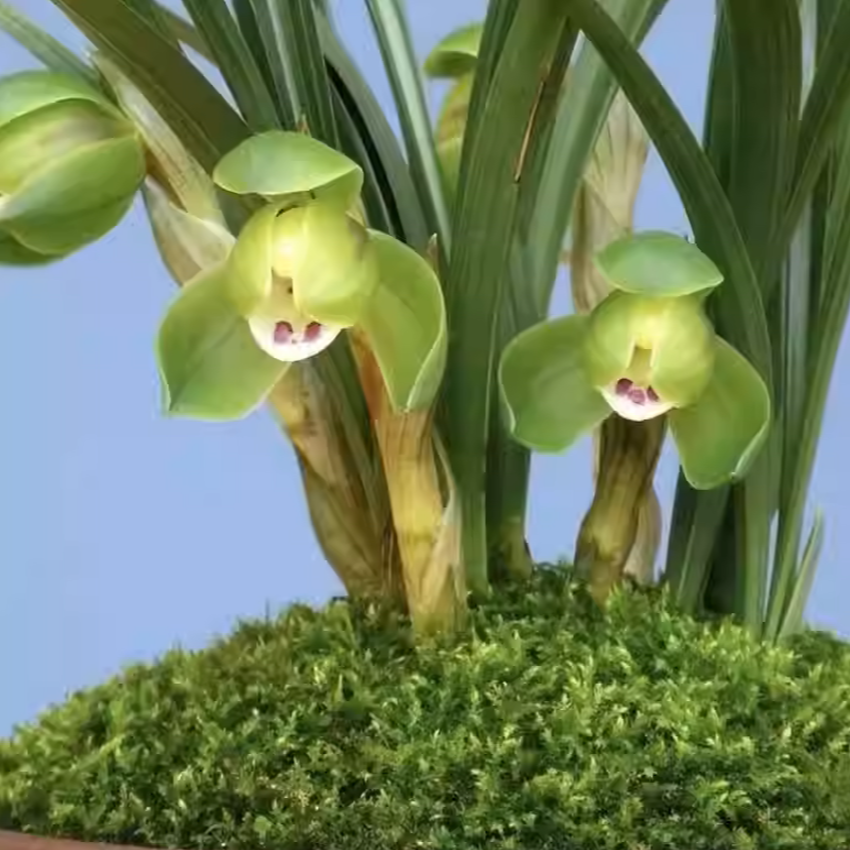 春兰荷瓣开花浓香正格荷瓣好养易活兰花室内外绿植植物盆栽