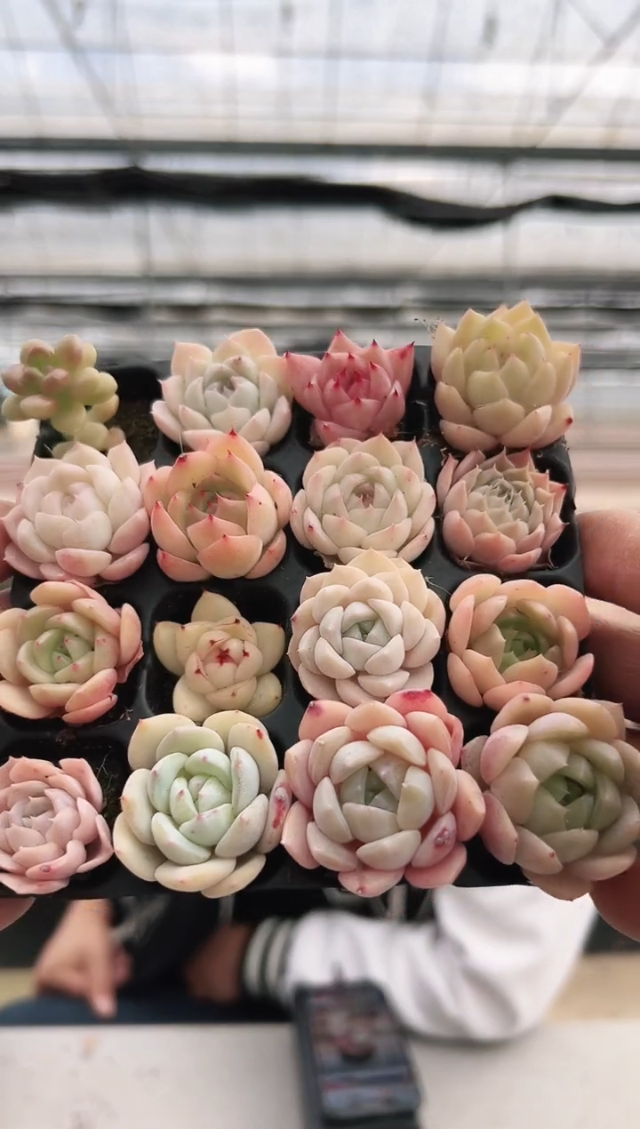 【闪购商品】穴盘-13