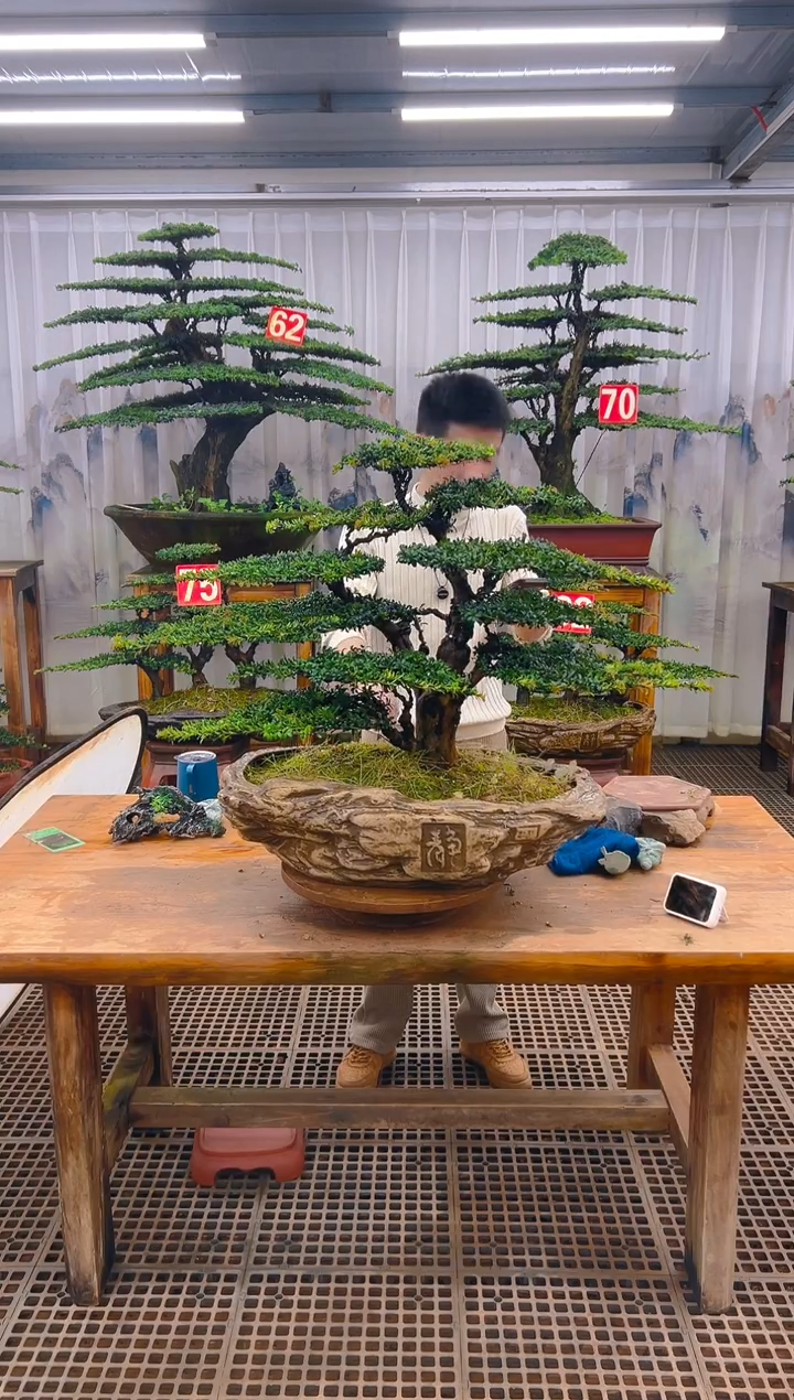 无花朵流**球精品盆景直播间一物一拍