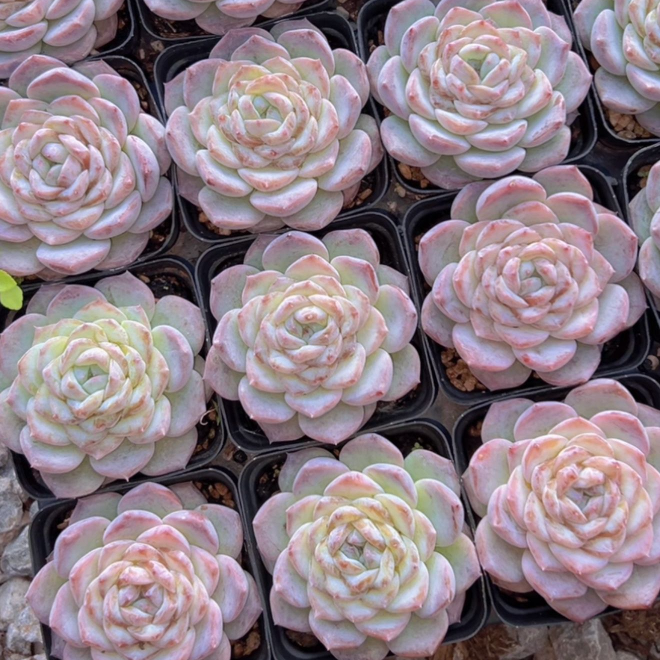 云岚(多肉植物)满19.9包邮 云南基地源头直发新手好养