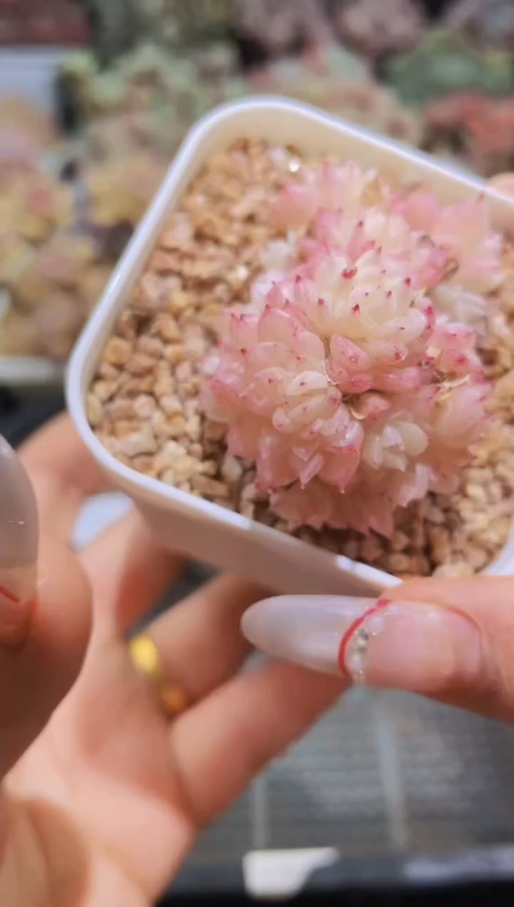 【闪购商品】104麦秆群生