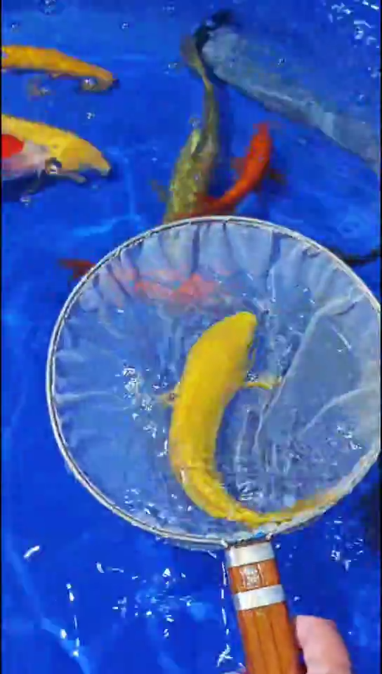 锦鲤10.19双十一特惠