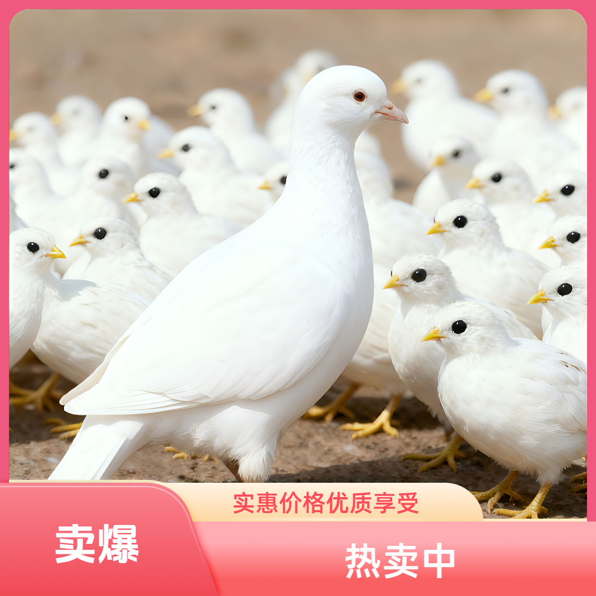 芦丁鸡卡奴落地元宝白羽王青年选颜色公母包邮包路损适合饲养