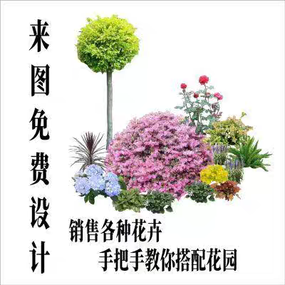 花境植物组合用于别墅庭院与阳台露台四季观叶观花
