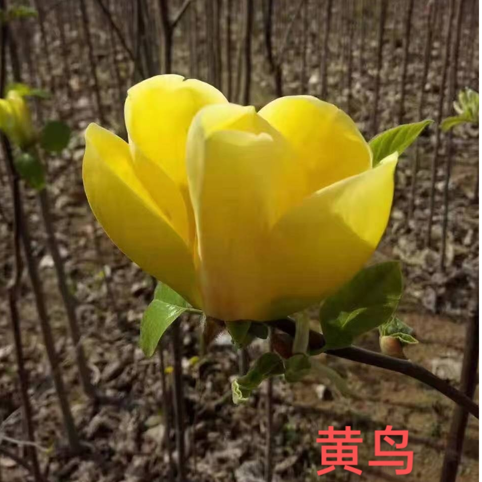 黄鸟玉兰树苗复色盆栽黄玉兰树苗带花苞南北方均可种植耐寒植物