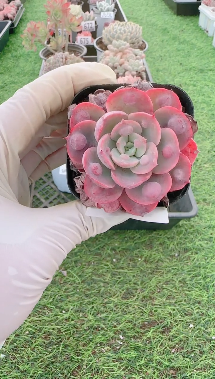 【闪购商品】梦会多肉一物一拍