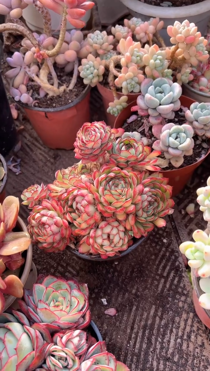 莎****?多肉植物一物一拍02323