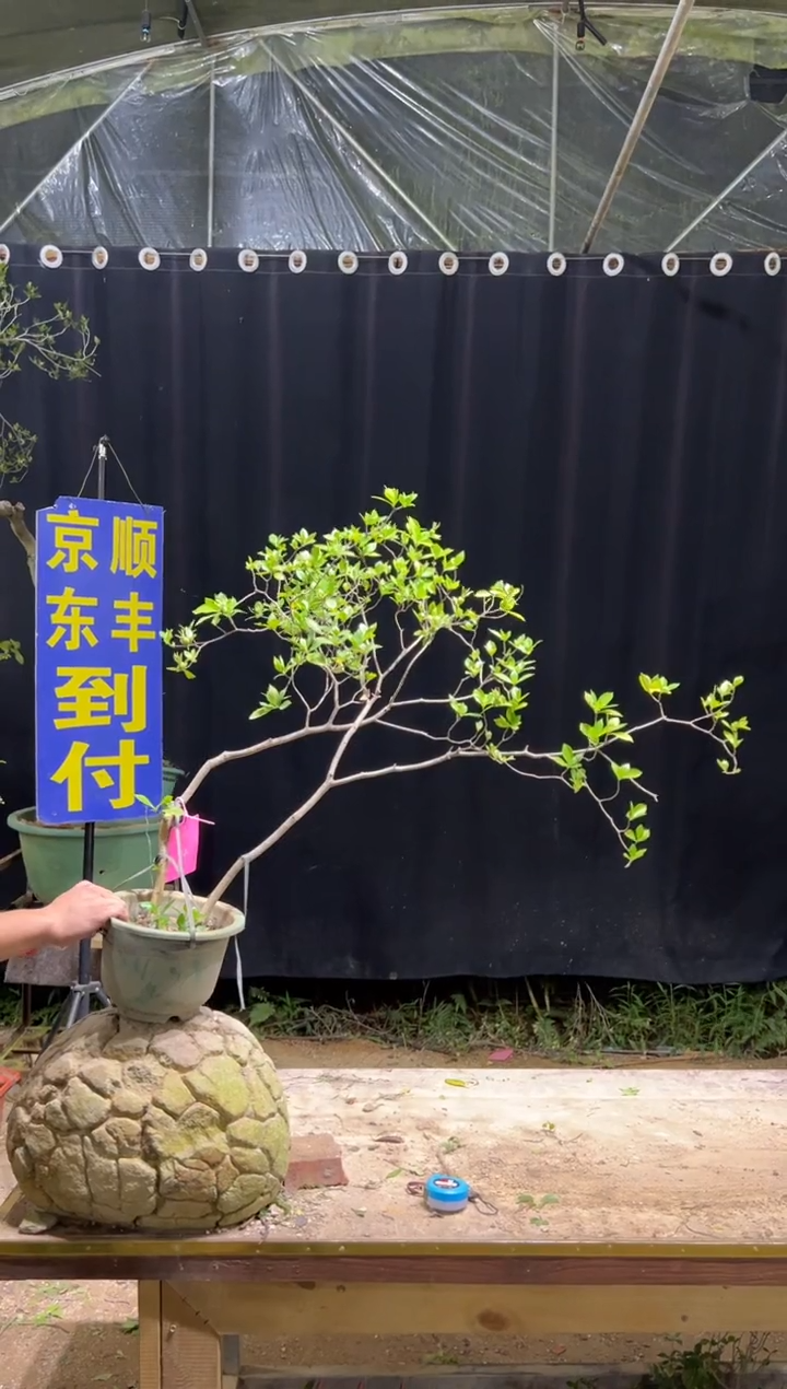 当前无花栽培后可以开花沐**技海岛栀子花