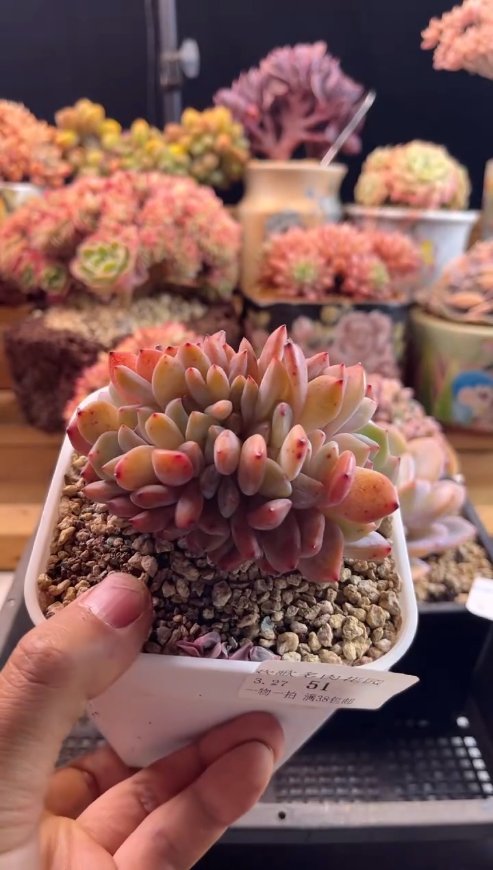 3.27-51雪天使缀化