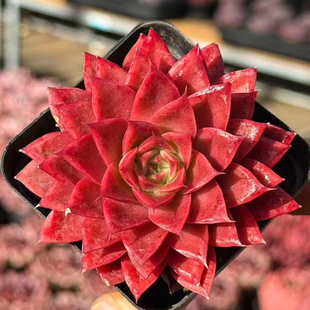 7#万物生多肉植物    前男友精品多肉KSM1119