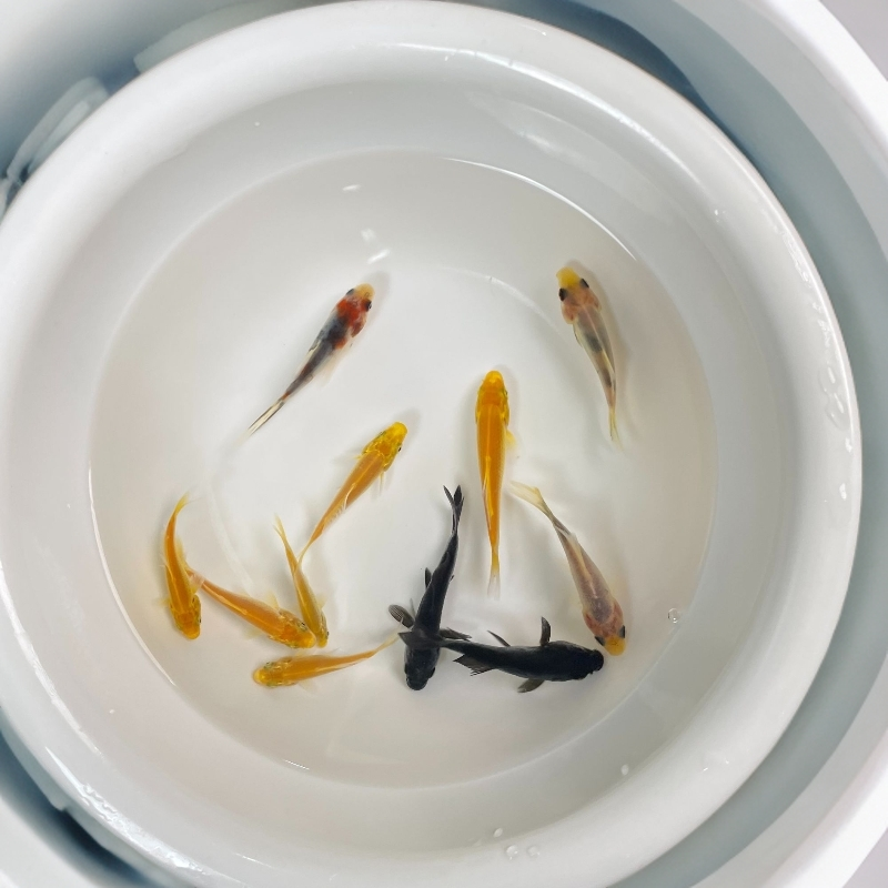 【三色混搭】青墨锦鲤黄金锦鲤花草金冷水鱼观赏鱼好养好活