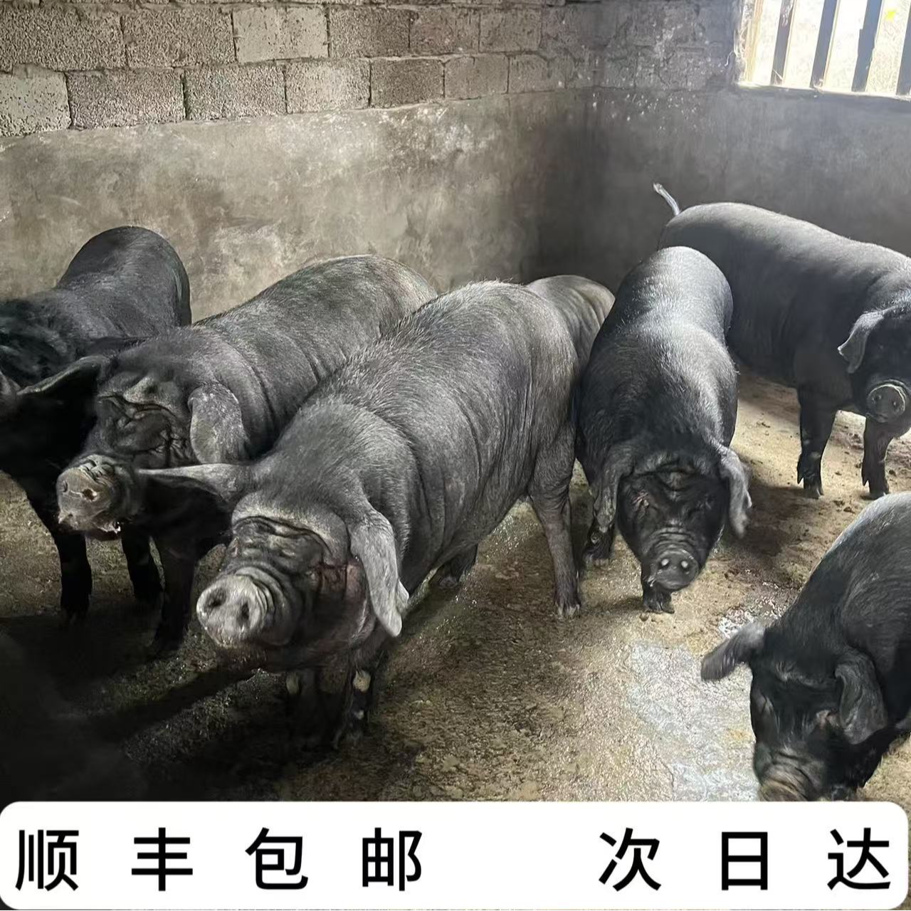 【现称链接】杨幺妹农家黑土猪肉现场分割顺丰包邮
