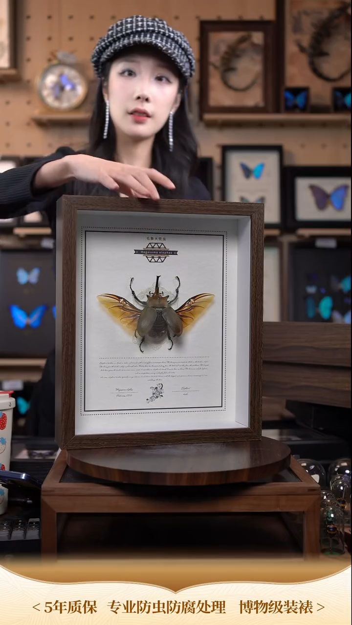 毛象大兜标本摆件