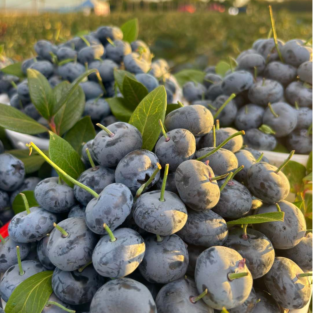 巨无霸 云南新鲜蓝莓 抚仙湖花香蓝莓基地直发 