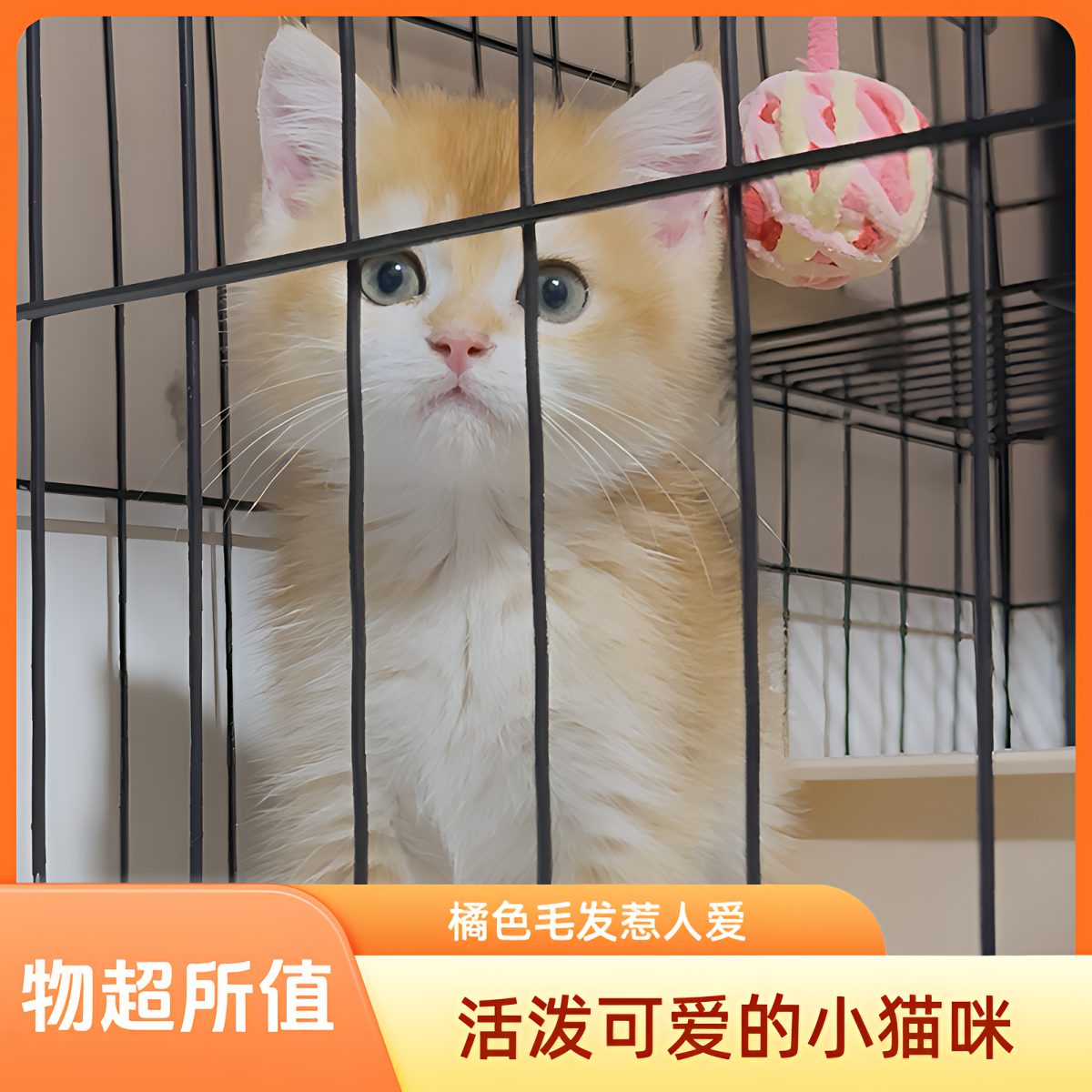 12色英短金渐层弟弟（花花家的小猫咪）活体猫咪