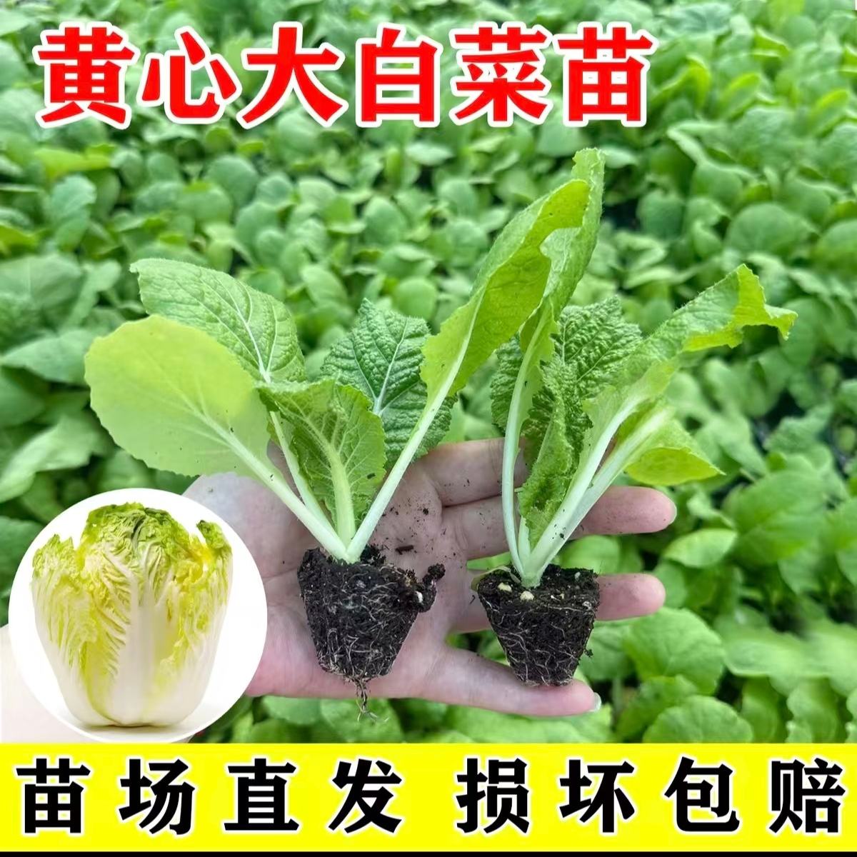 大白菜苗黄心娃娃菜苗牛心包菜苗西兰花花菜秧苗秋冬耐寒蔬菜种苗