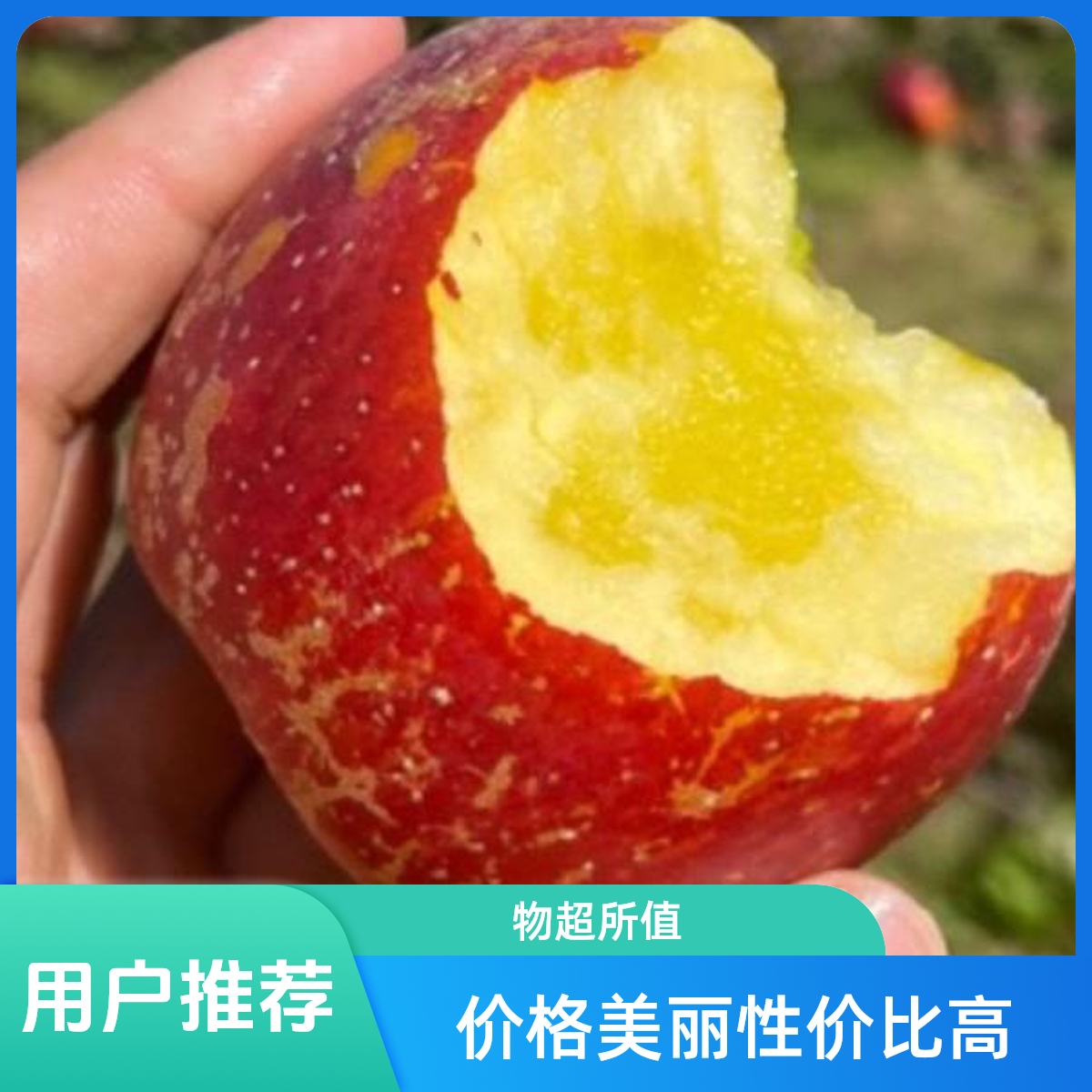 大凉山盐源丑苹果脆甜多汁 包邮坏果包赔四川省