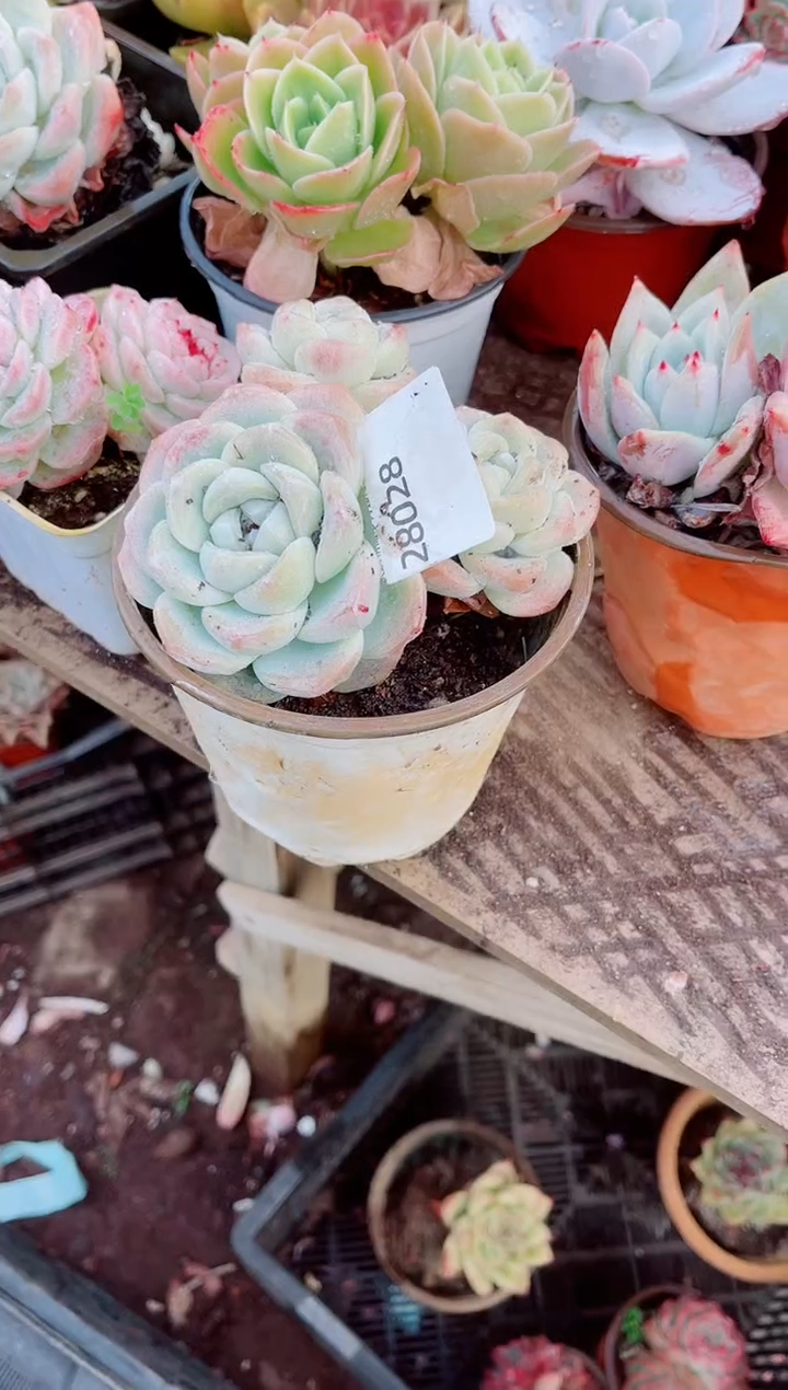 路***挽跃跃精品多肉28028