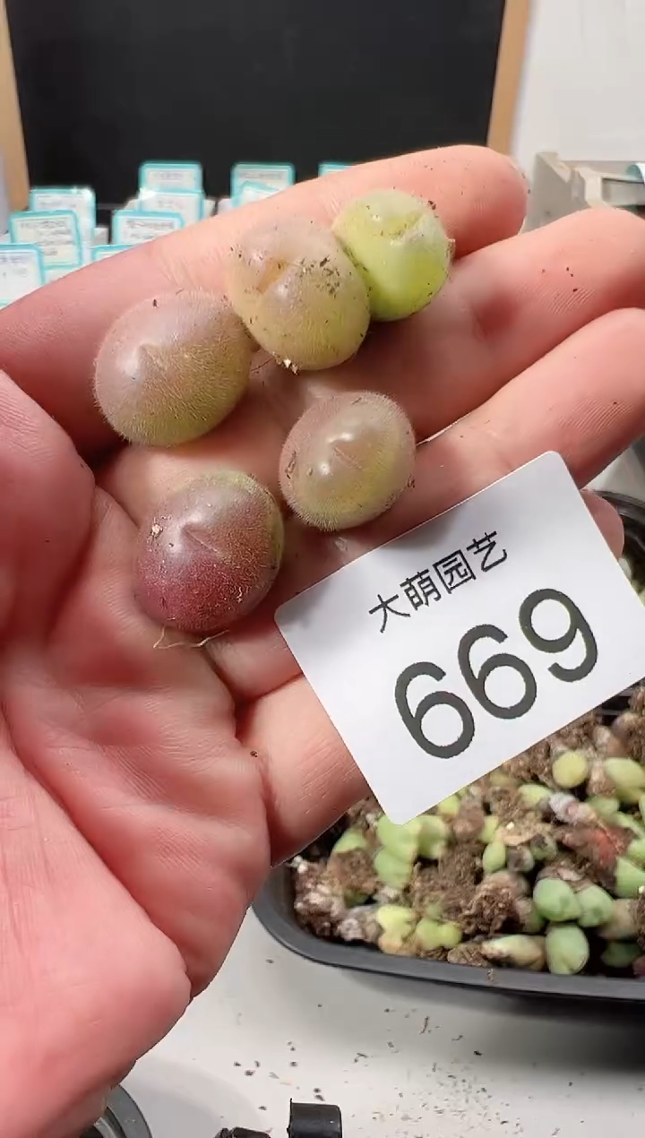 【闪购商品】+++++669