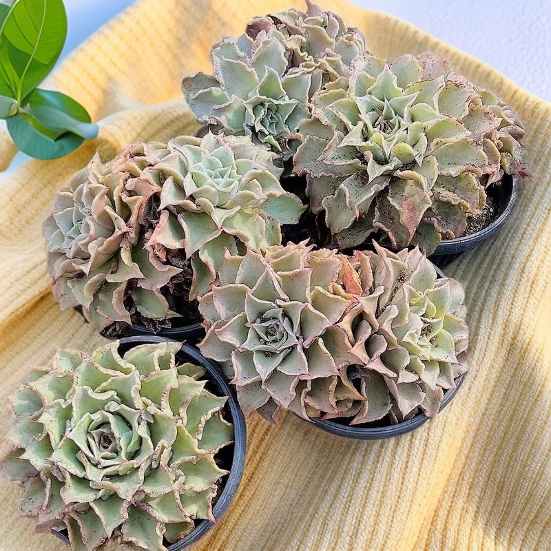 饺子皮 单头起 老桩货（脱土）多肉【满15包邮】 以直播间为准  