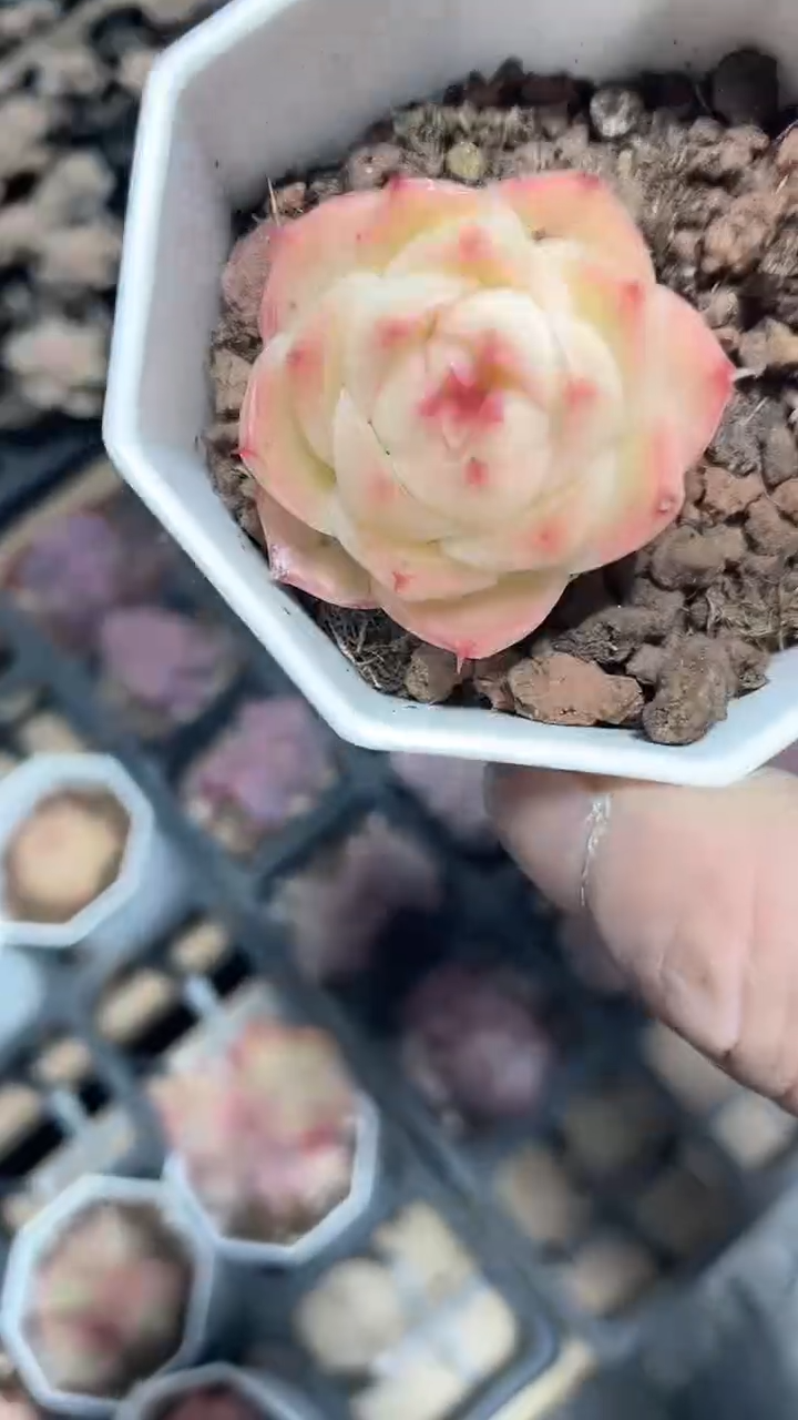 【闪购商品】八角玉玲珑多肉