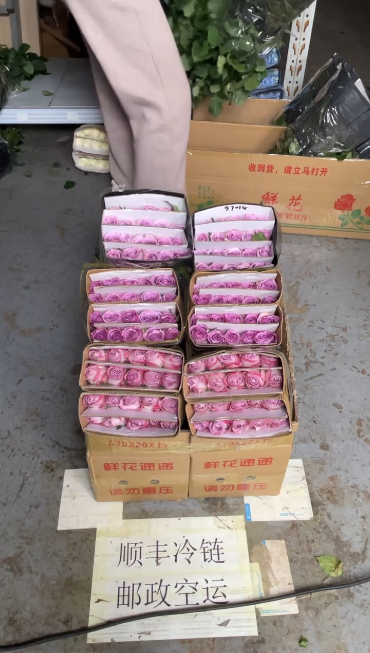 气场20枝+紫霞20枝+海洋之歌20枝