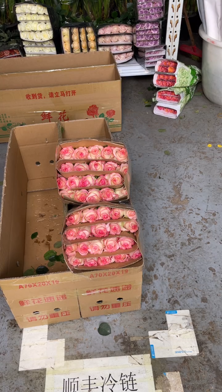 艾沙20枝+洛神20枝