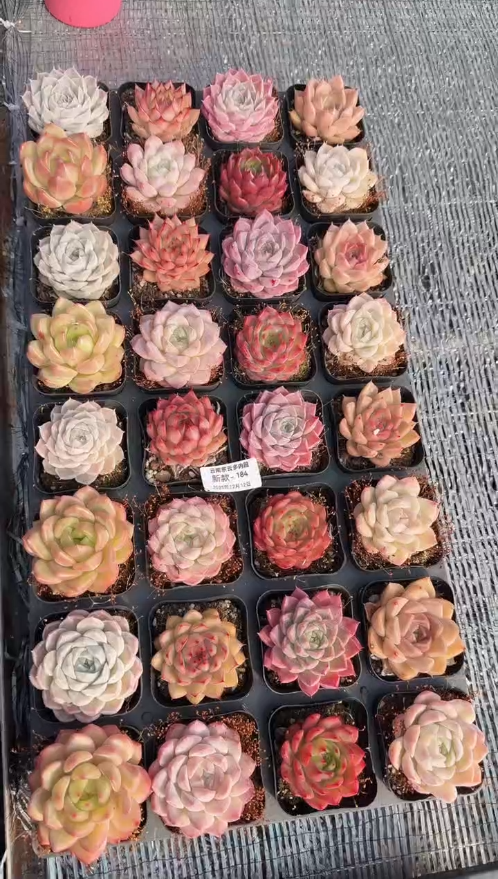 东云多肉园新款-184（其中一单）