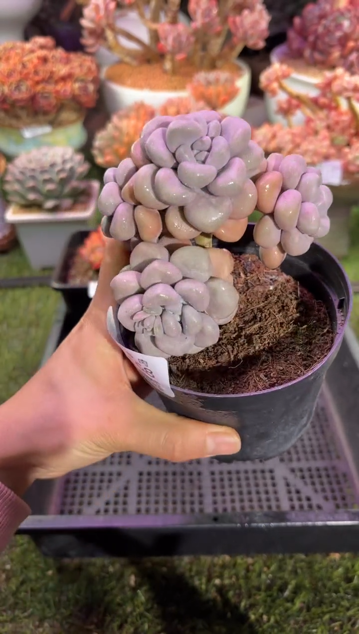 【闪购商品】08468