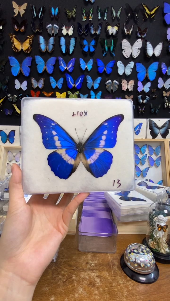 有机玻璃一物一拍之A1光明闪蝶（压棉）