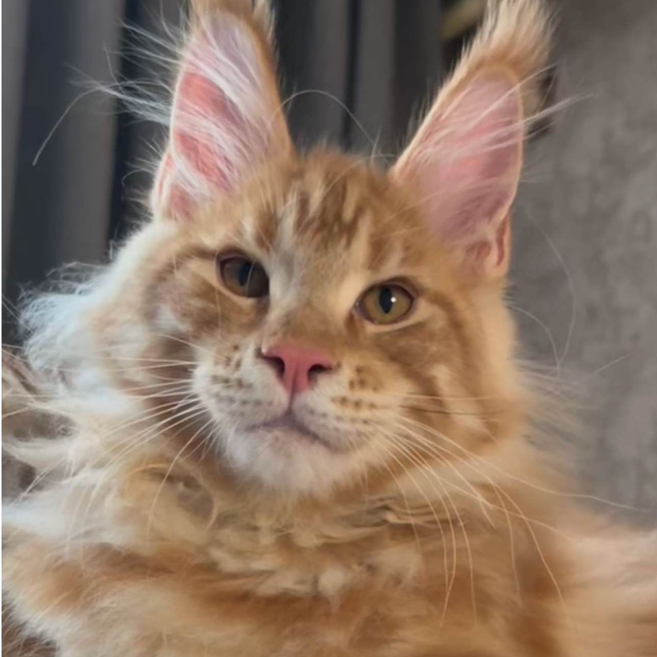 【瑞姐猫舍】精品缅因猫咪