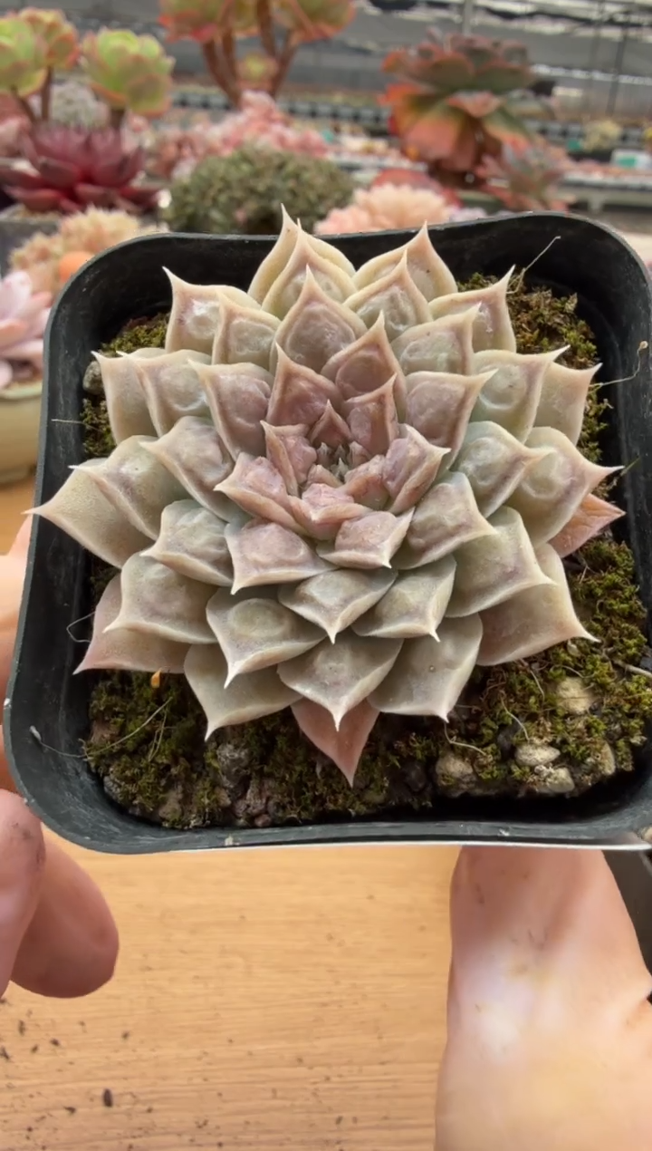 东云多肉园二店-57