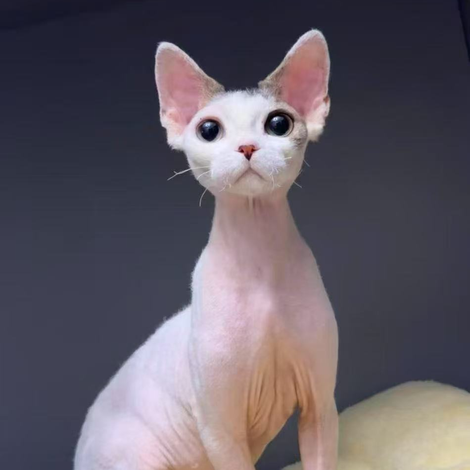 来了姊妹-德文卷毛猫 弟弟 061